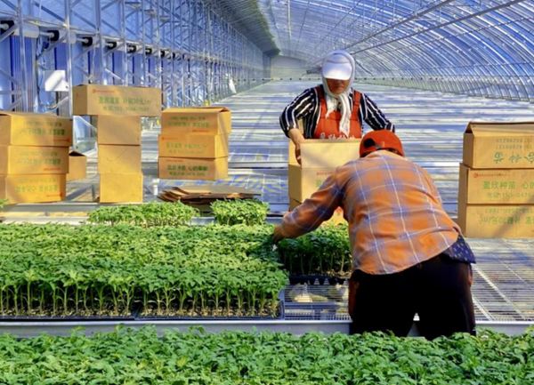 京蒙协作：发挥北京三大优势 打造蔬菜特色产业