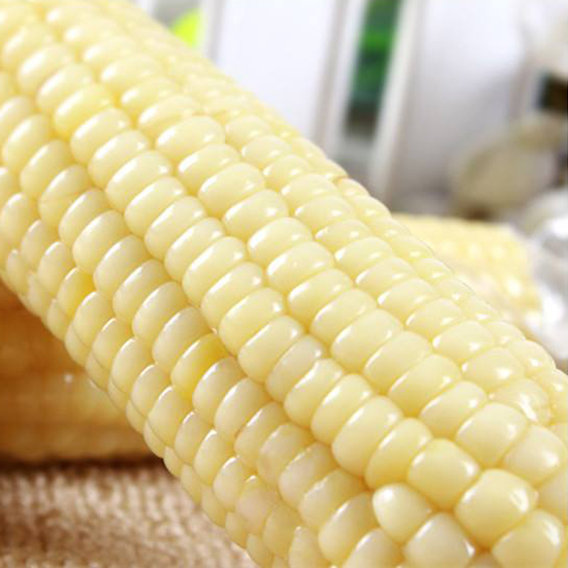 white sweet waxy corn cobs