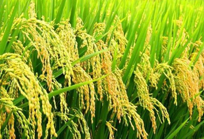 农业现代化“十三五”规划指向创新绿色