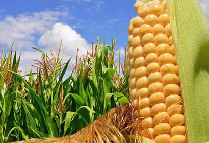 施用有机肥的有什么作用？