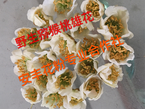 獼猴桃花粉 (1)