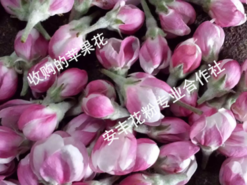 收購的蘋果花 (1)