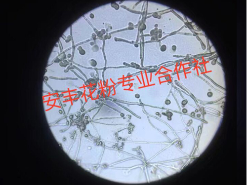 花粉檢測2