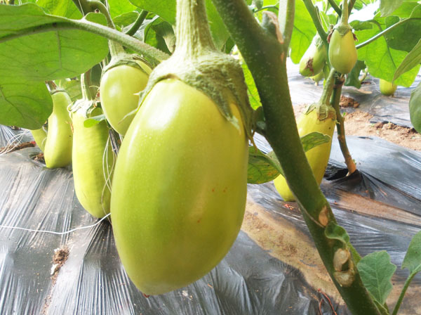 綠霸F1—綠茄種苗