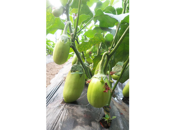 綠霸F1—綠茄種苗