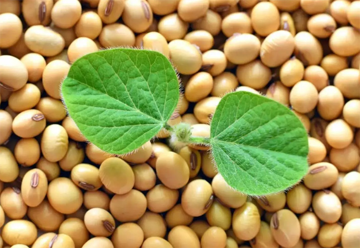 2023年10月18日豆粕大豆早盤分析摘要