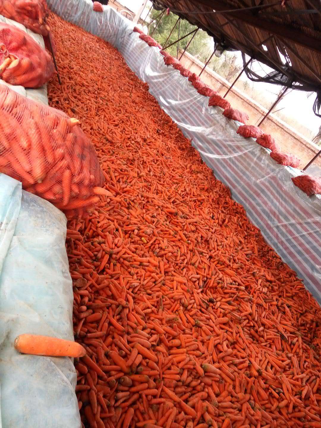 大庆丰华食品厂 (4)