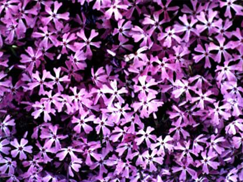 丛生福禄考（芝樱）紫毯
