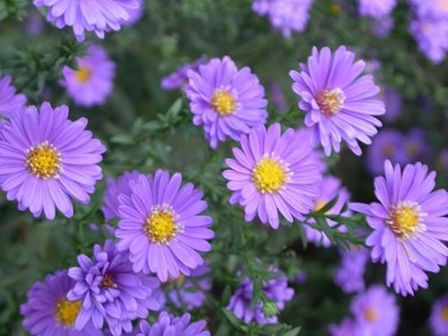 荷兰菊（皇冠紫）