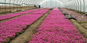 大量出售绿化工程用宿根花卉品种全价格低保质保量