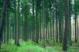 首屆黃河峰會實現大型活動碳中和