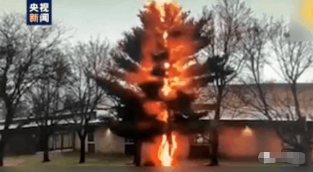大树遭闪电击中几秒钟解体