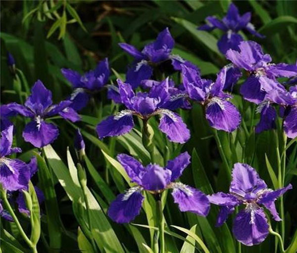 台安县绿丰花木培植园