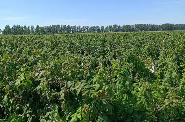 树莓基地