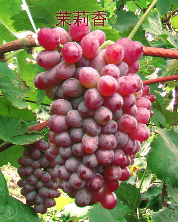 茉莉香葡萄 茉利香(别名着色香,苏丹玫瑰,张旺一号),该品种系欧美杂交