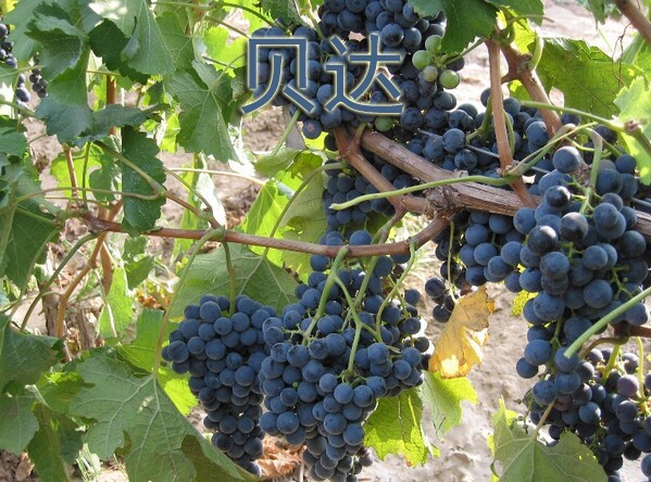 贝达葡萄苗