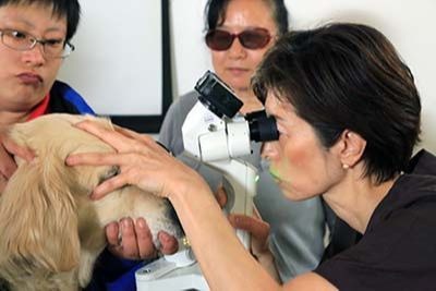 大连板桥-美尼旺动物眼科专家第三次为导盲犬义诊，板桥义工队来基地服务