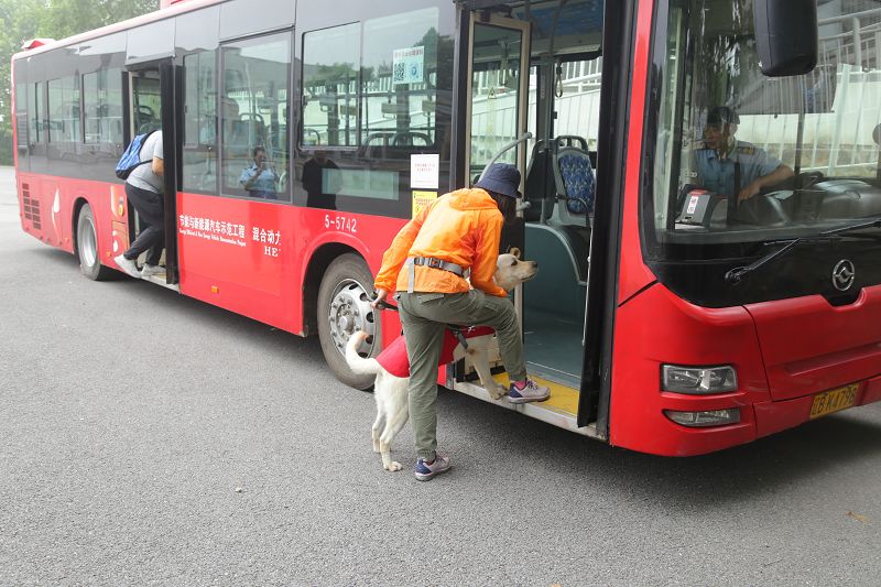 大连公交客运集团汽车五分公司为基地无偿提供一辆公交车用于导盲犬训练
