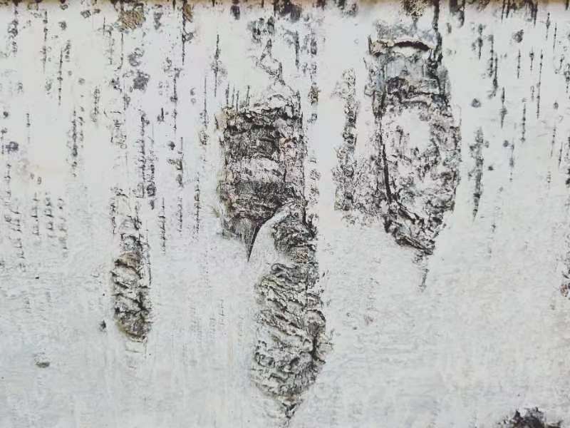 桦树皮画