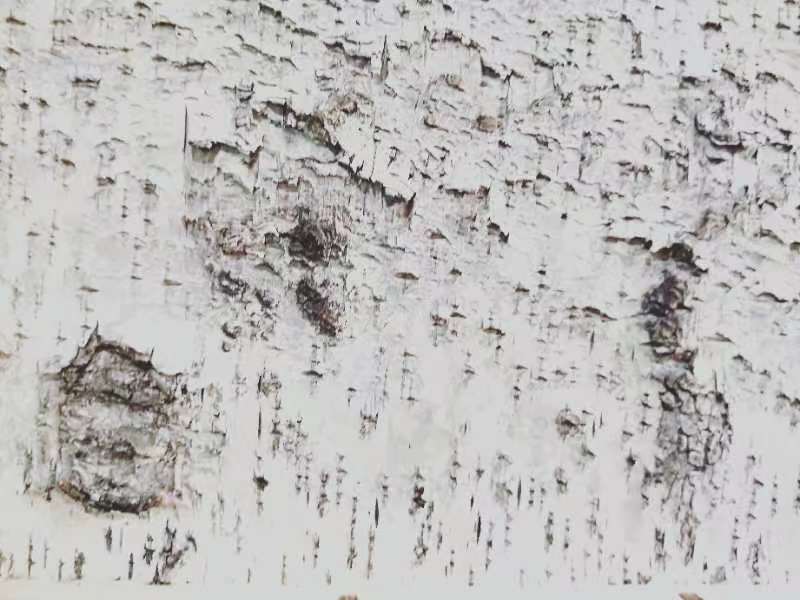 桦树皮画
