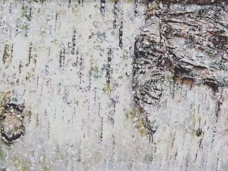 桦树皮工艺品 (29)