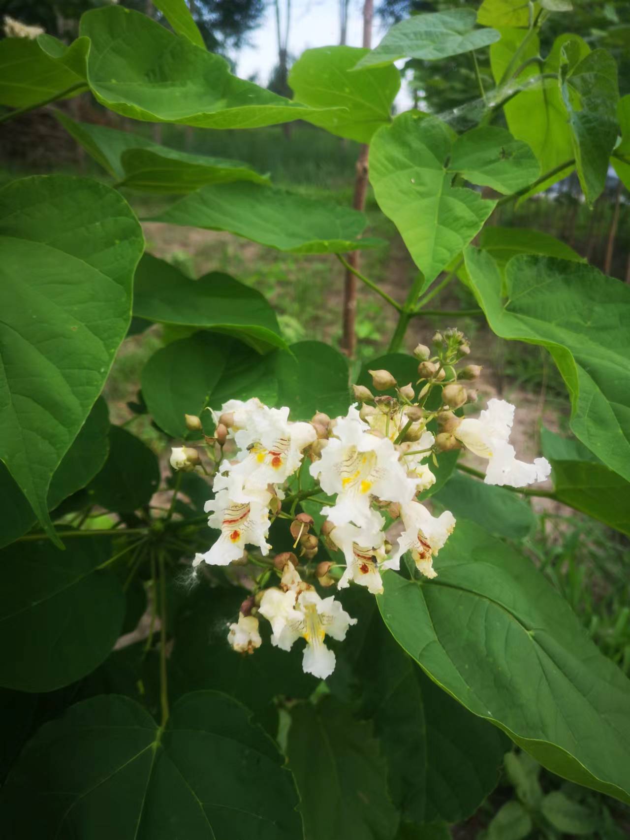 中洋紫桐开花