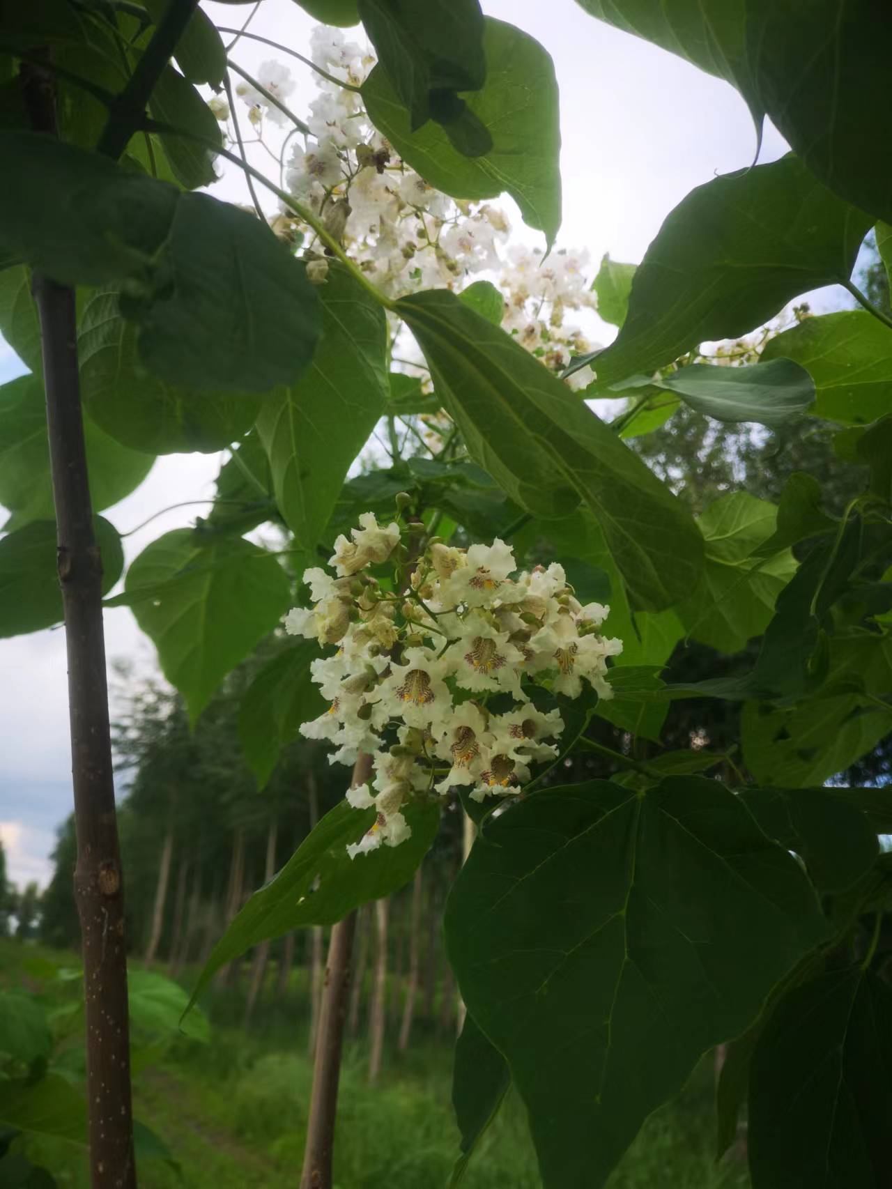 中洋紫桐花