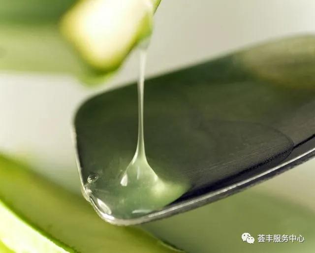 蘆薈的營養保健功能及其在食品工業中的應用