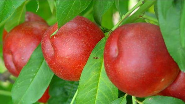 优良桃品种如何选择
