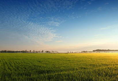 黑龙江水稻直播滴灌试验取得阶段性成果水田旱种农民有效增收