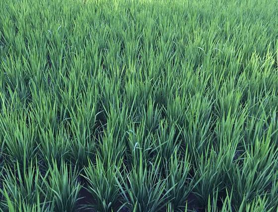 水稻成长过程