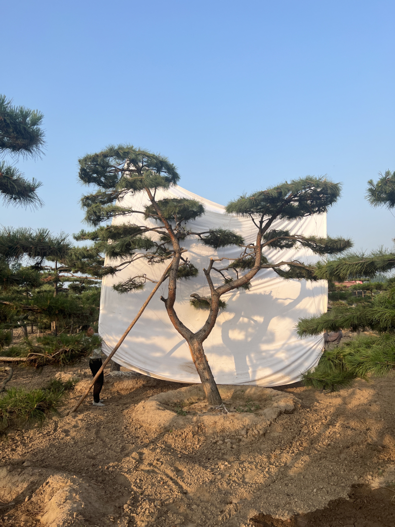 迎客松 (2)
