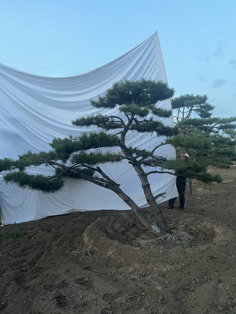 造型松 (6)
