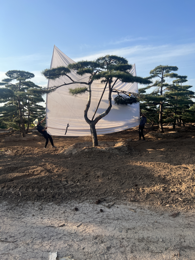 景观松 (13)