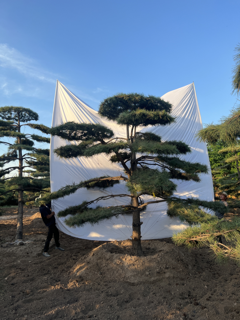 造型松 (2)