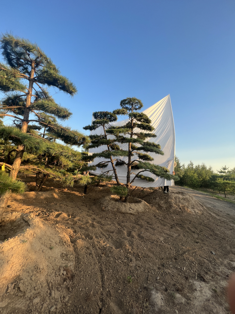 景观松 (6)