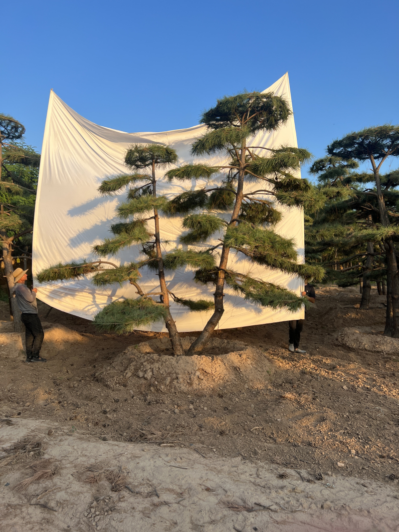 造型松 (12)
