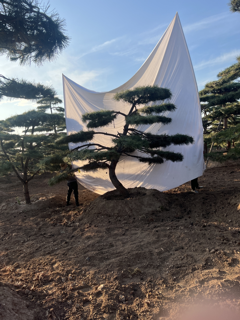 景观松 (17)
