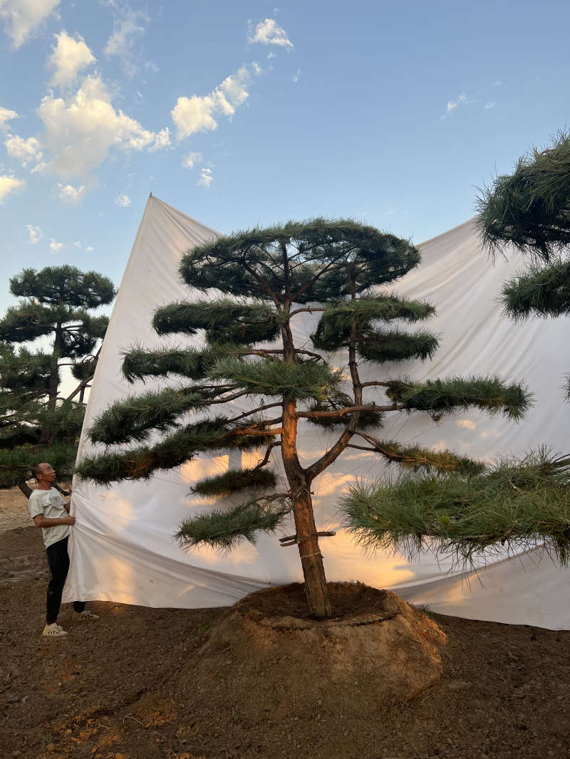 造型松 (11)