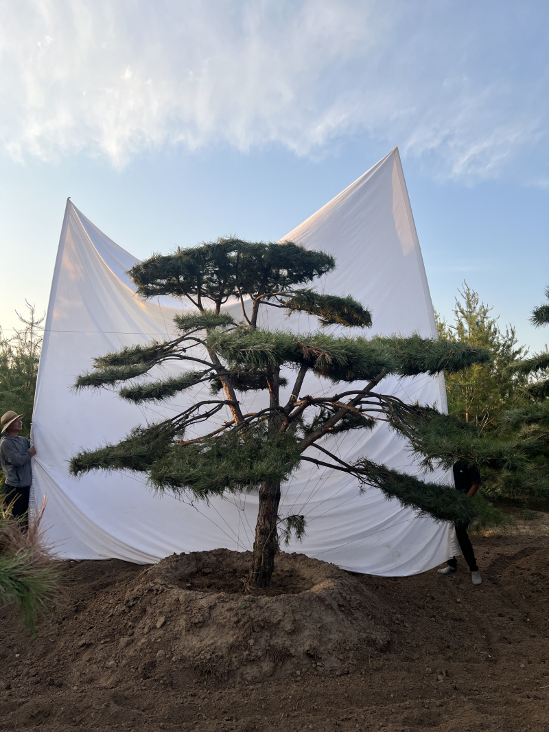 造型松 (14)