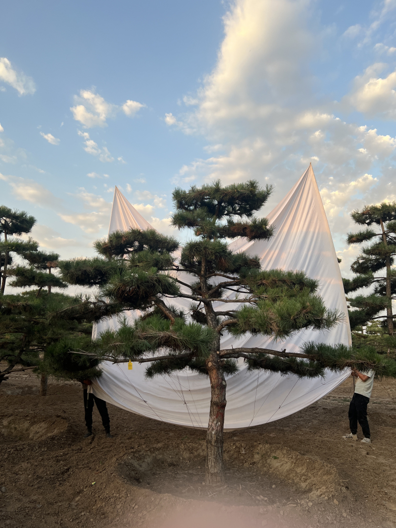 造型松 (10)