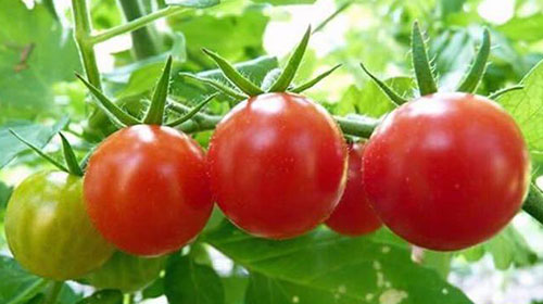番茄种植时间及栽培技术详解