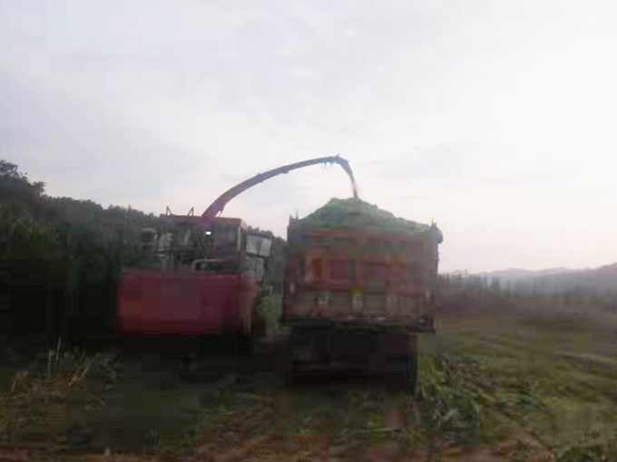 飼草、青貯打包	