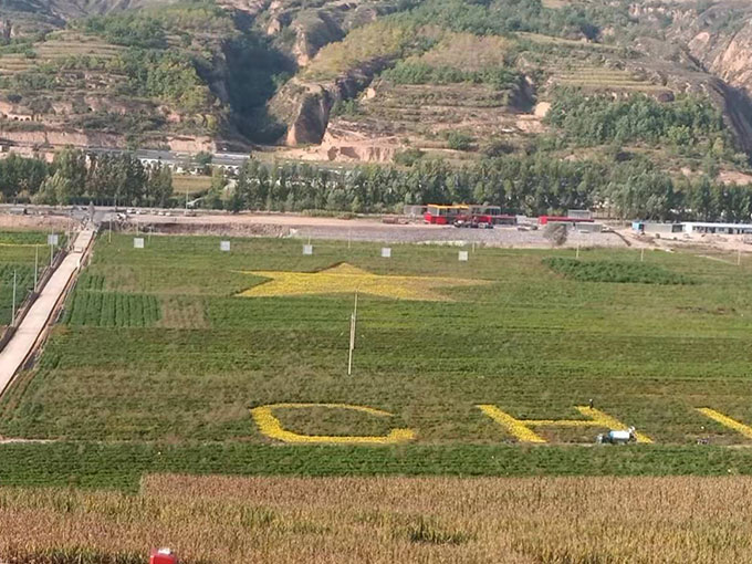 辣椒種植基地