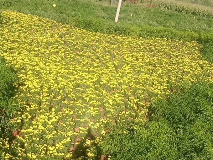 辣椒種植基地