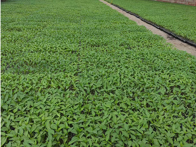 辣椒種植基地