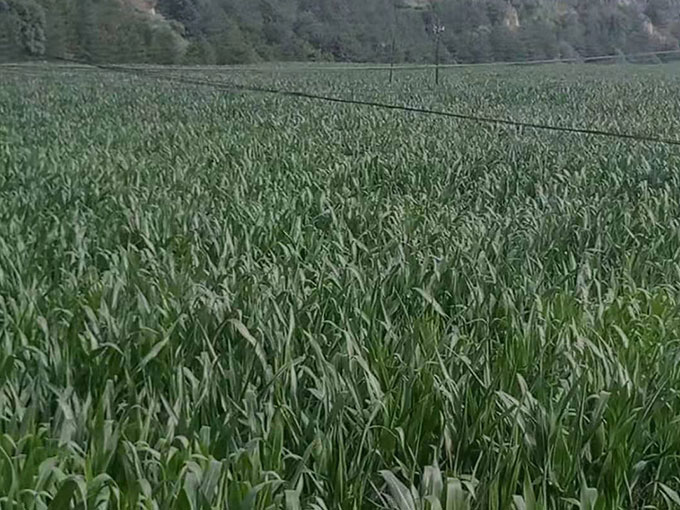 飼草、青貯打包	