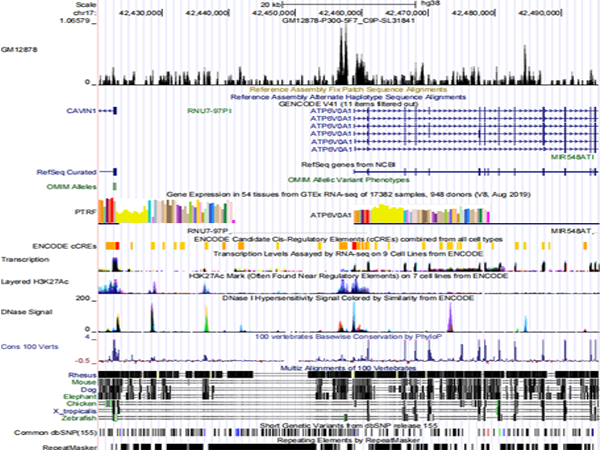 ChIP-seq-结合峰图-2