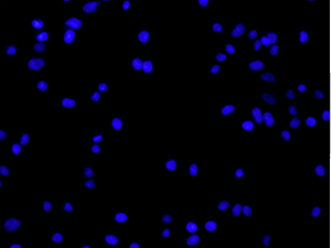 DAPI__EdU