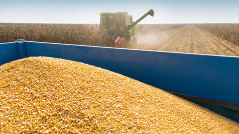 主产区玉米集中上市，后期市场供应量有望增加